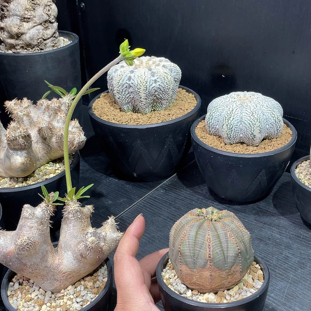 布纹球带盆包邮发