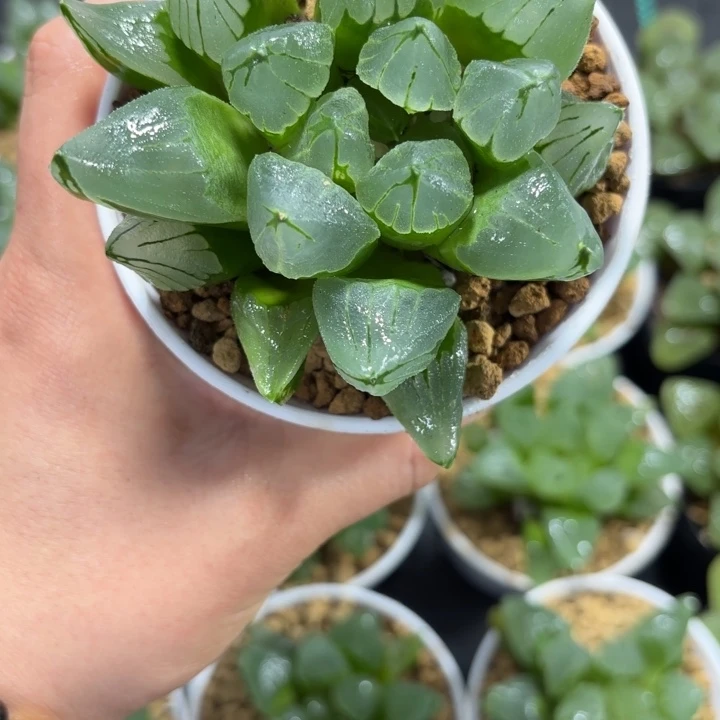 母本冰城寿白盘多肉植物