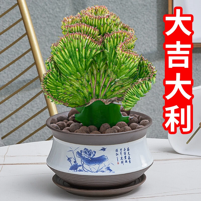 彩麒麟室内植物花卉客厅玄关净化空气吸除甲醛耐旱好养仙人掌绿植