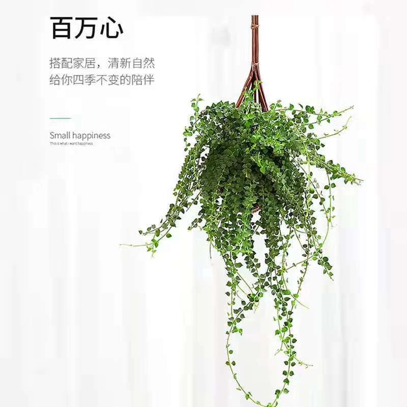 【带篮子百万心】吊兰多肉垂吊植物室内阳台串钱盆栽吸甲醛净化空气