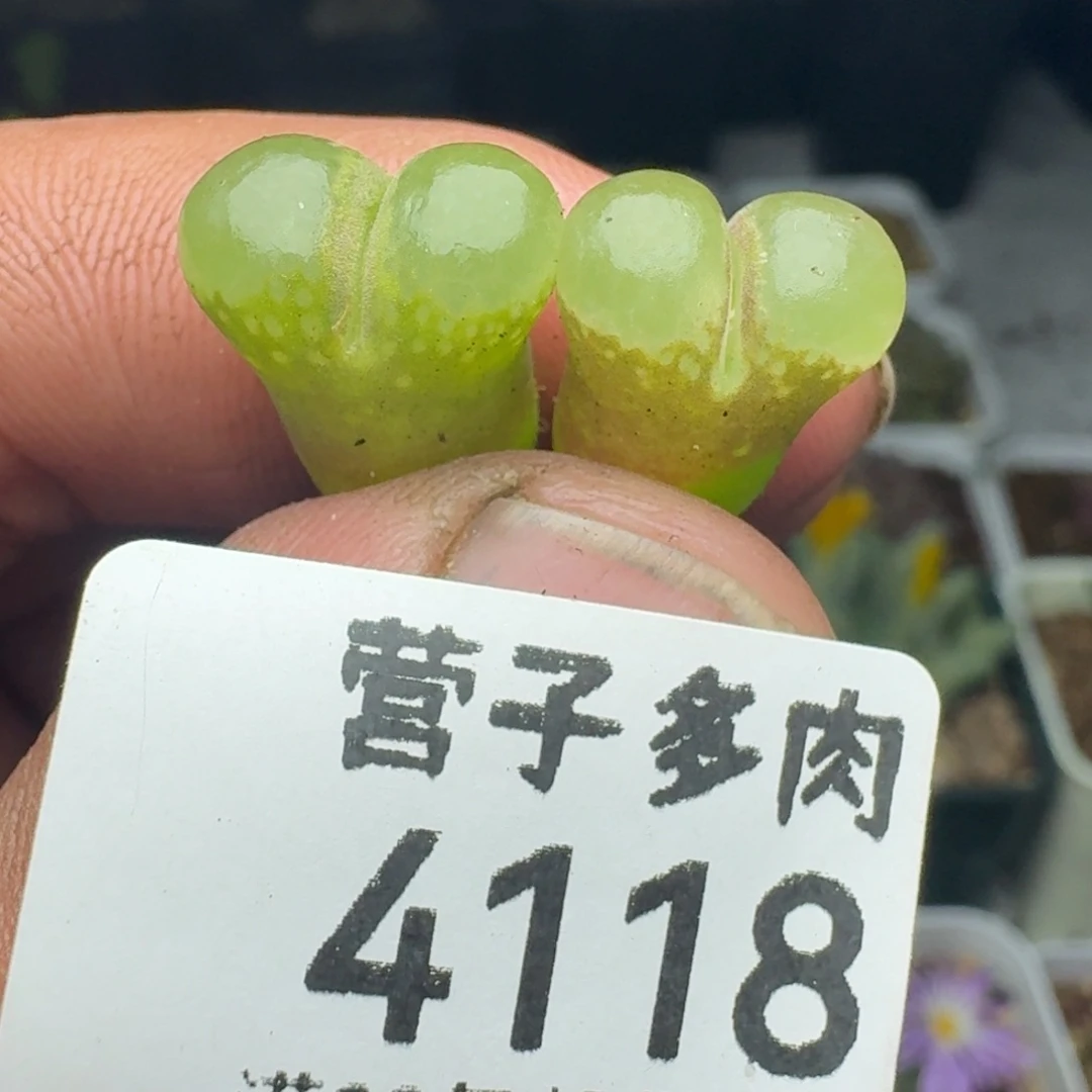 1453.9两颗粉樱。
