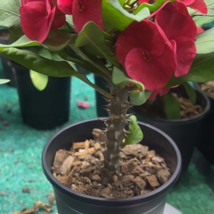 泰品扦插一物一拍