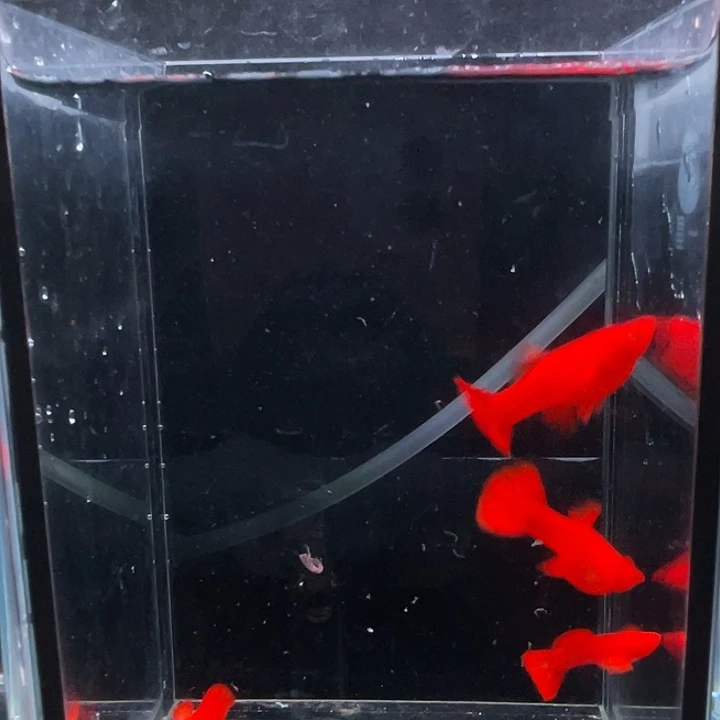孔雀鱼精品火麒麟2对