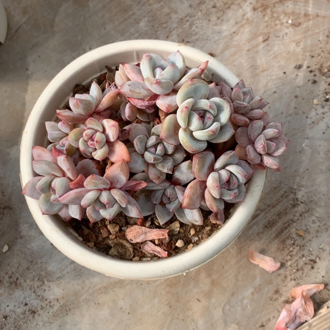 无花朵哈哈哈哈哈哈哈哈哈66