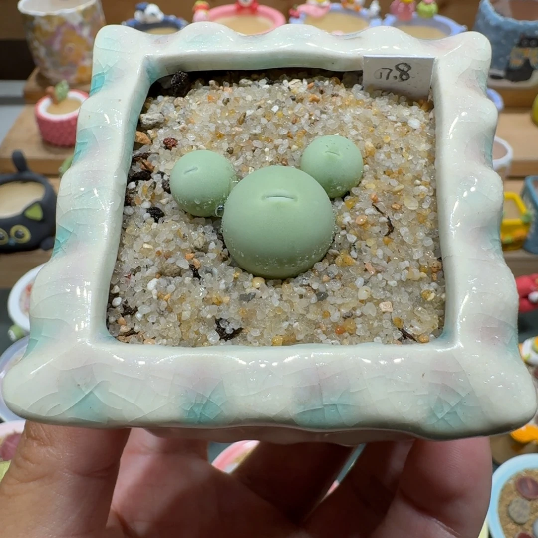 蘑菇1194鸽子蛋多肉植物