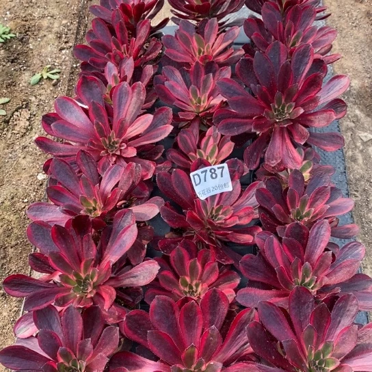 787苗21棵多肉植物