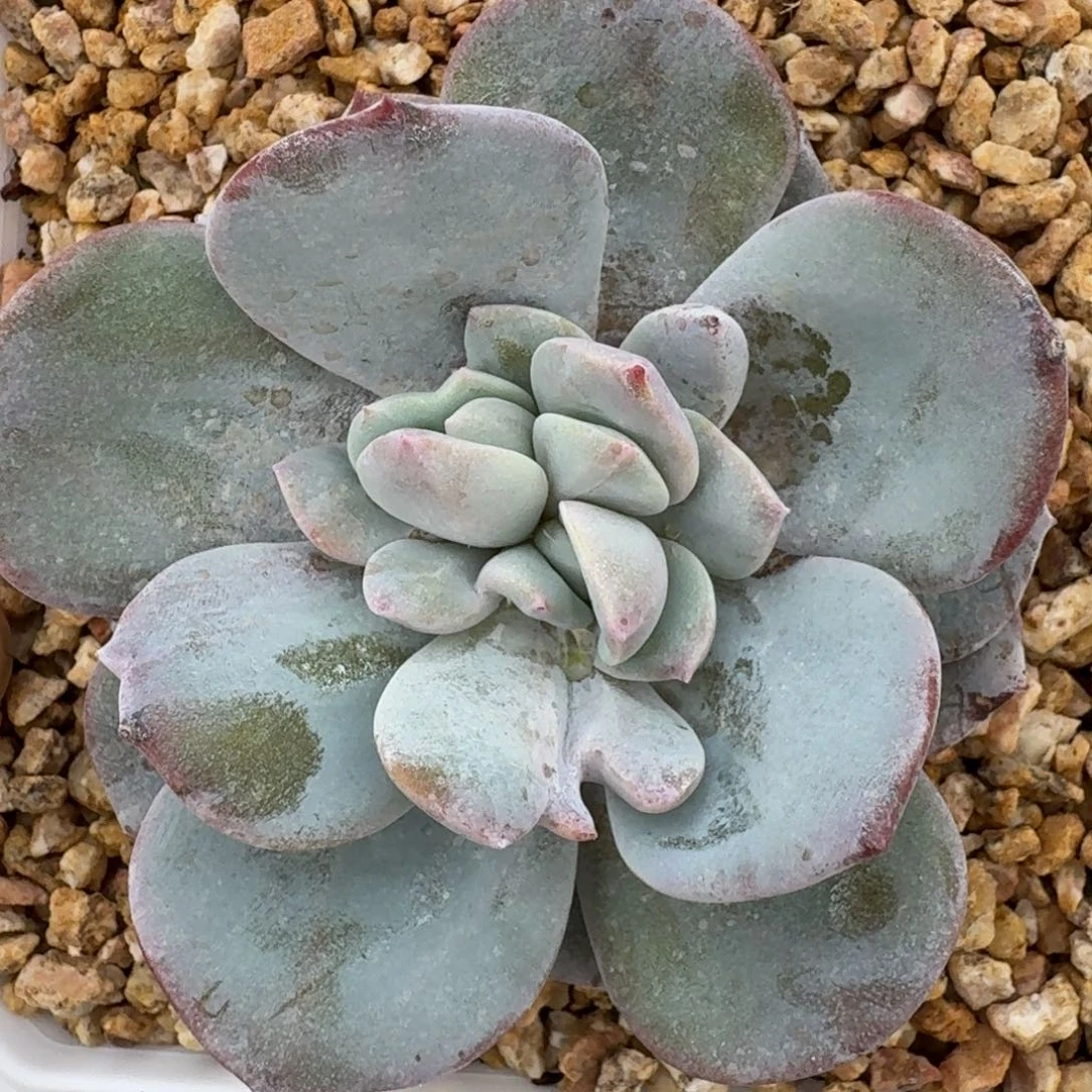 韩版奶茶分心包正版