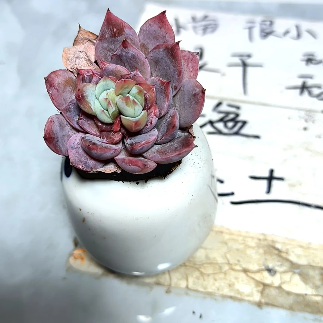 江*草满9元包邮，一物一拍绝绝子变异品种