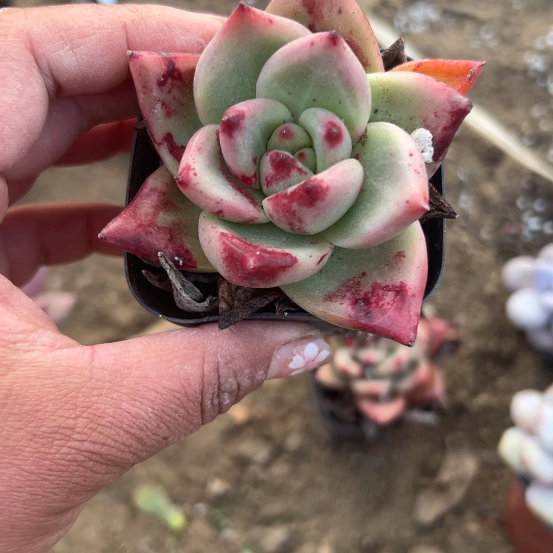 多肉植物多肉植物