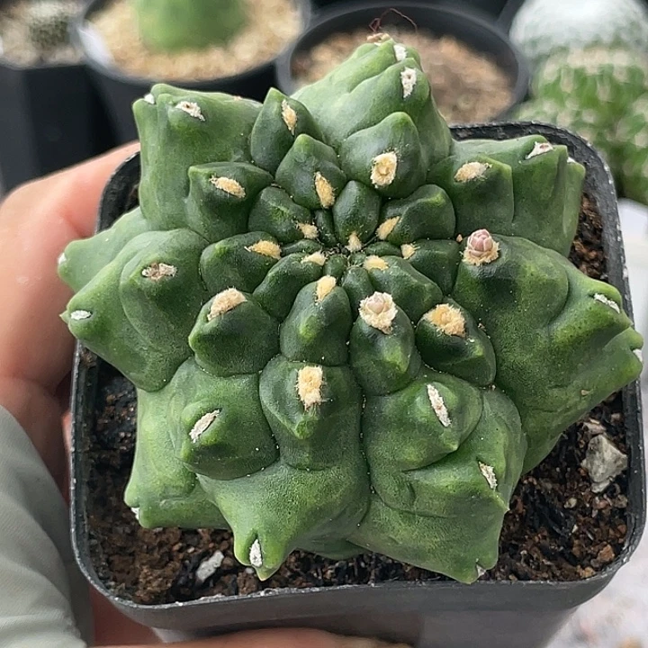 翠晃石化仙人球
