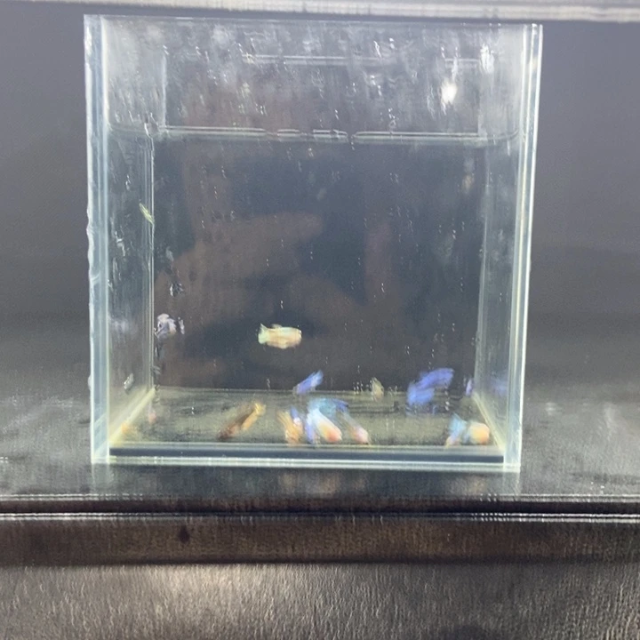 斗鱼包活不包损所见即所得531