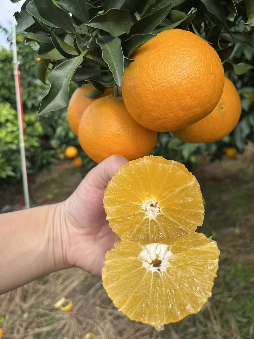 【 眉山爱媛38号果冻橙 】四川爱媛38号果冻橙新鲜香甜爆汁
