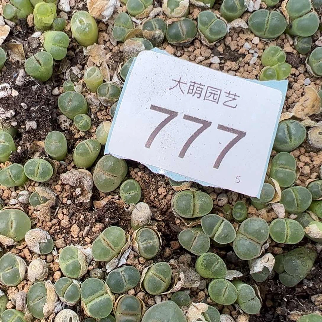 0000777量拍粉女1颗