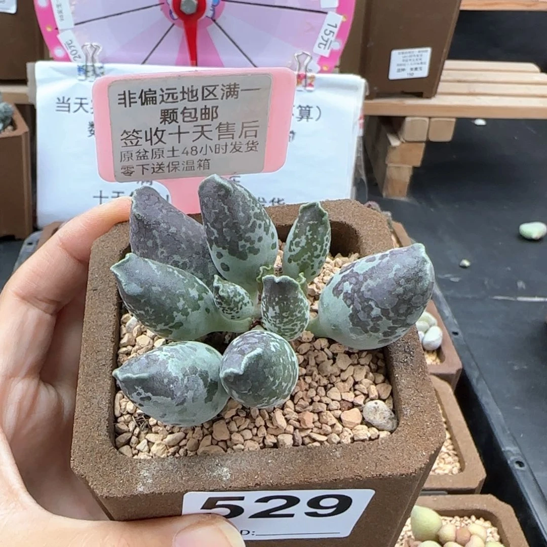 529紫肌海报二代