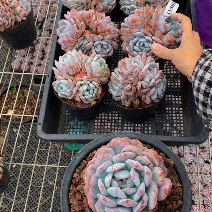 入***师11565六个加单头石化嗯嗯嗯嗯好