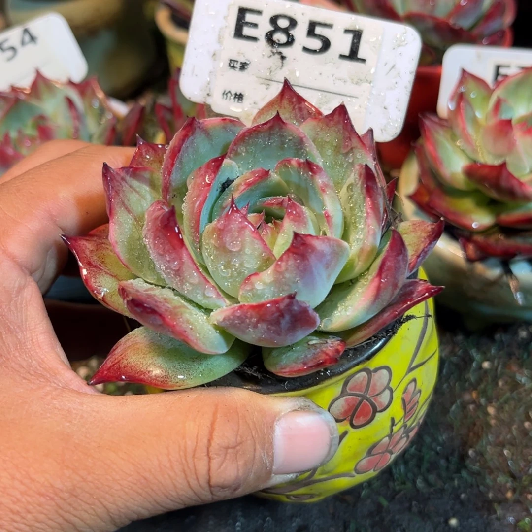 惊鸿一瞥851号多肉