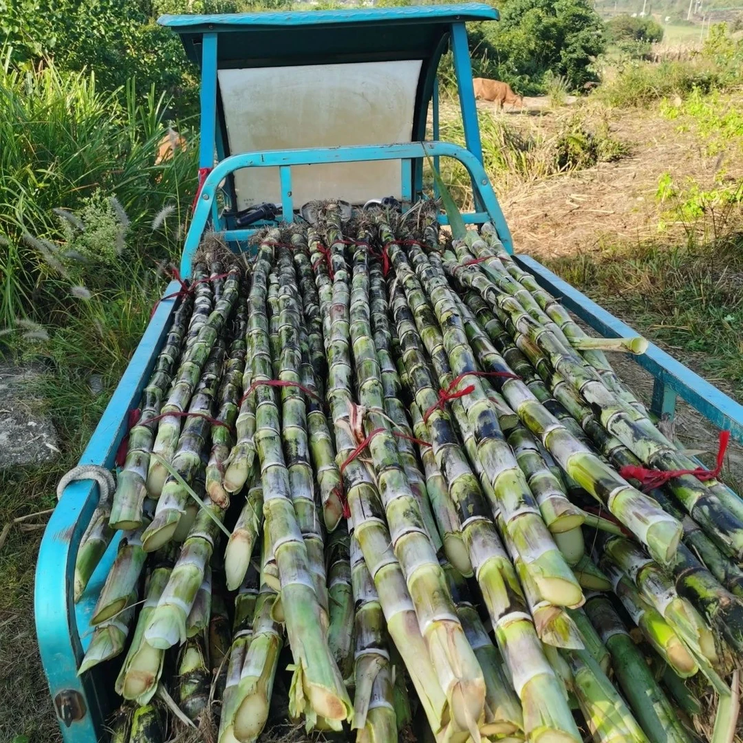 余干青皮甘蔗多汁包甜现拔现发