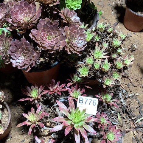 二***妹776四颗法师多肉植物