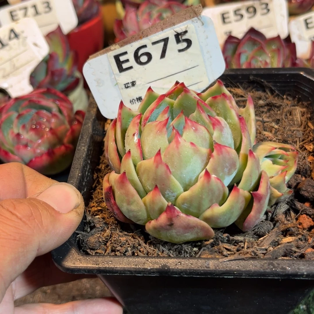 惊鸿一瞥675号多肉