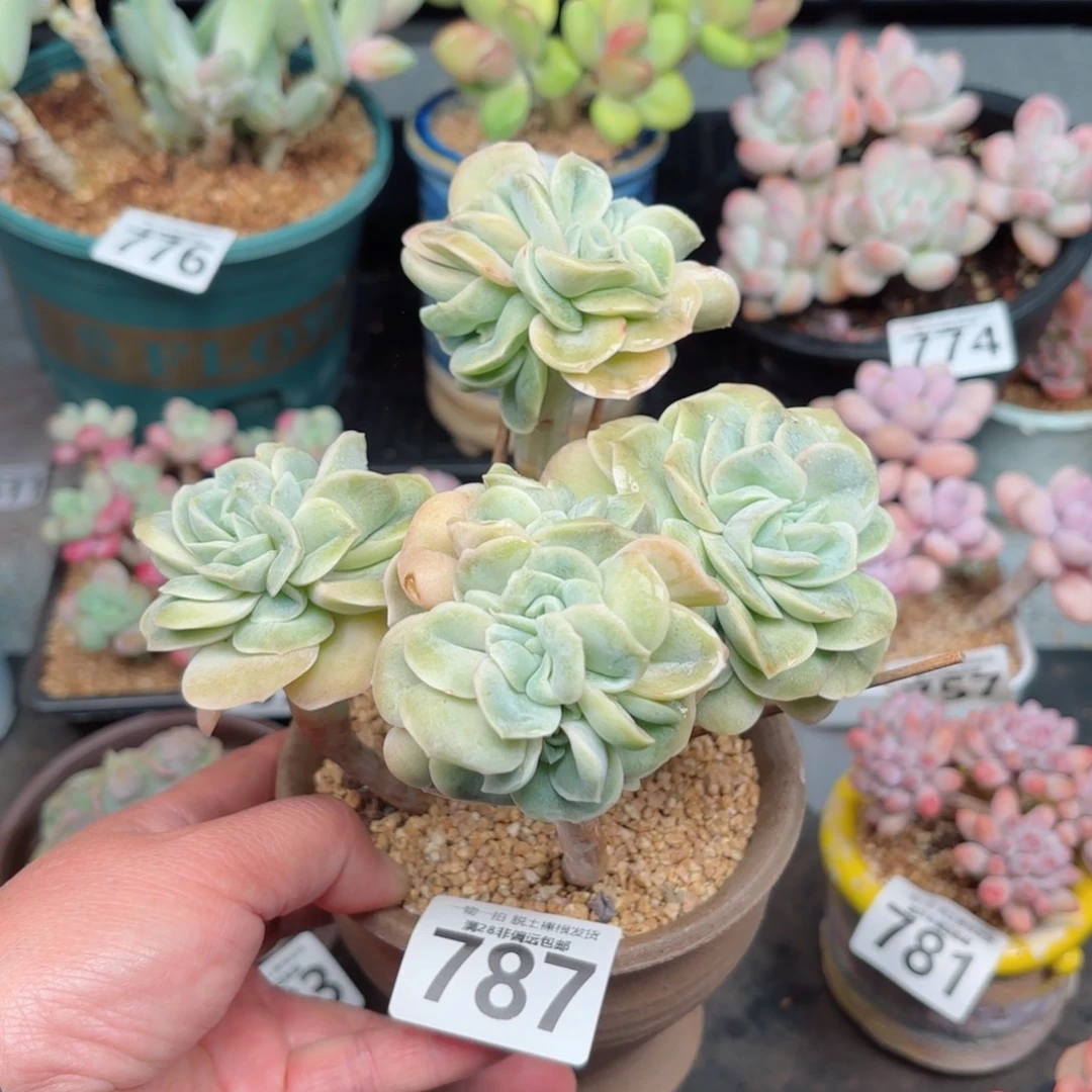 可爱玫瑰缀无盆土发货