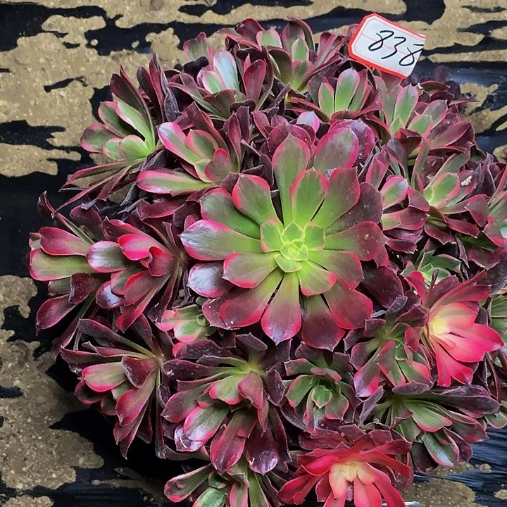 樱桃红老桩捧花838号