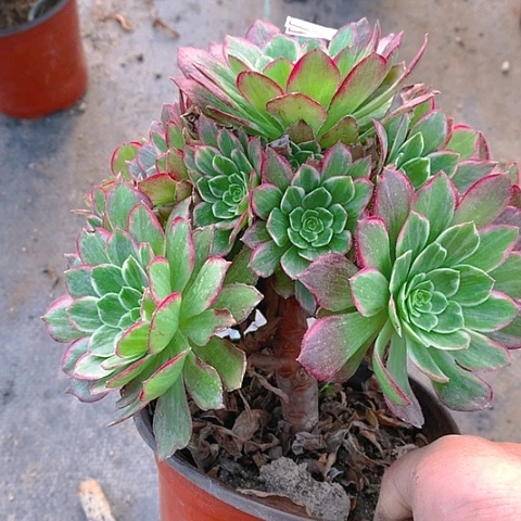 988莲花多肉植物