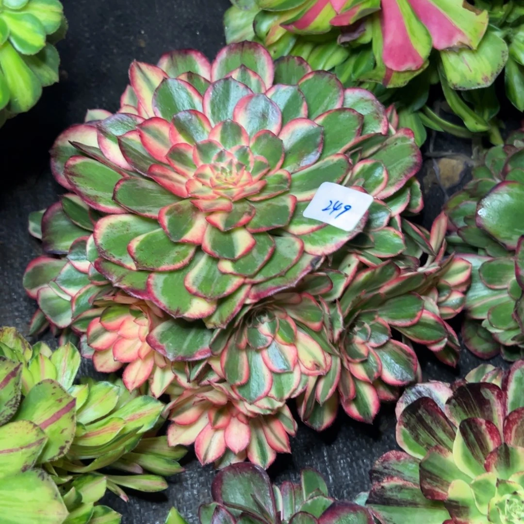 老***童249黑魔锦无根多肉系