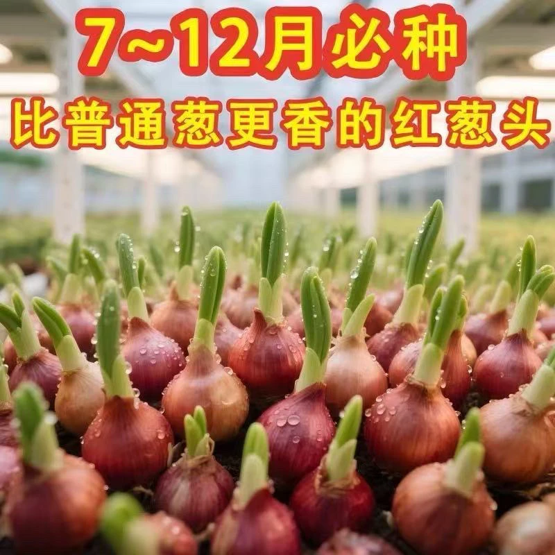 四川正宗可种红葱头四季小香葱头可盆栽种植