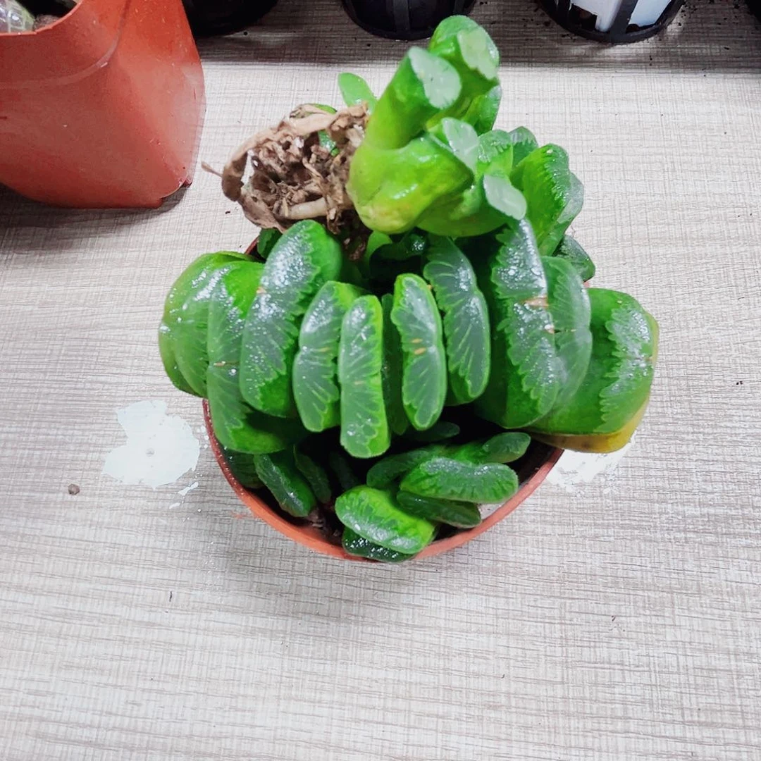 万象加扇子多肉植物