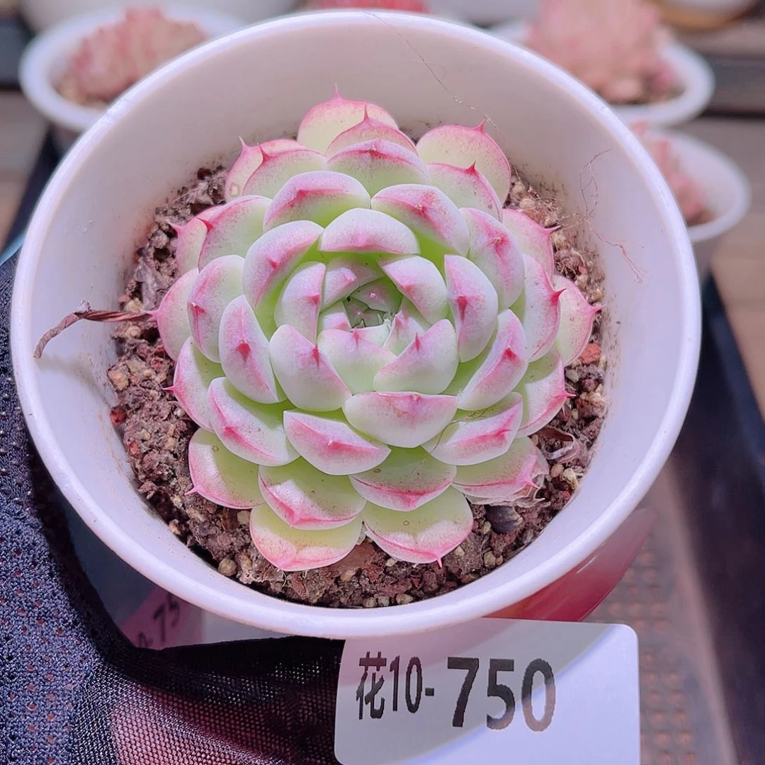 花利美10-750海王