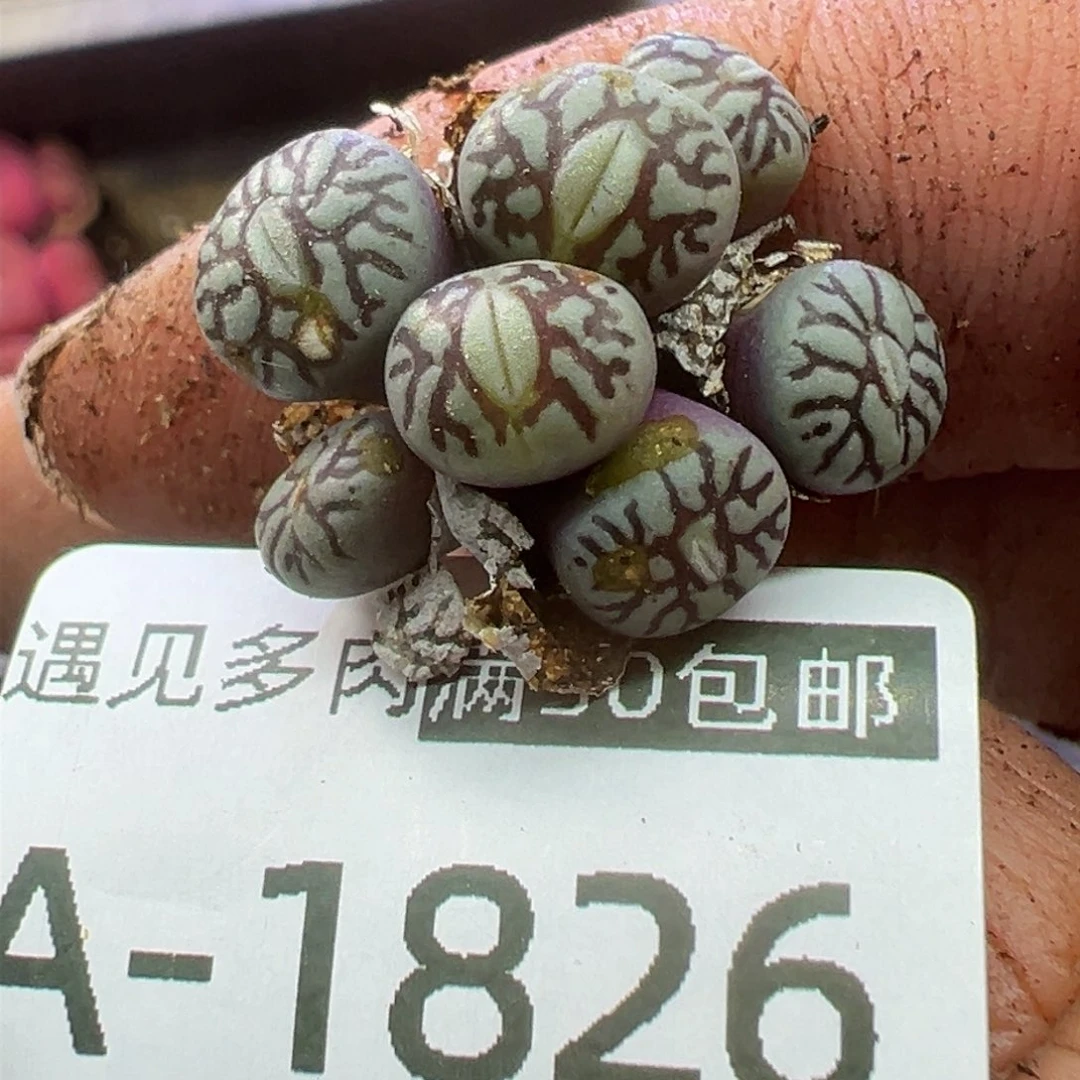 多肉植物11111111111111