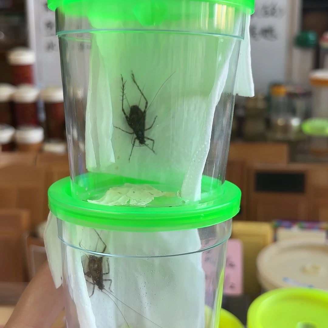 断须琉球两条 不包断须尾