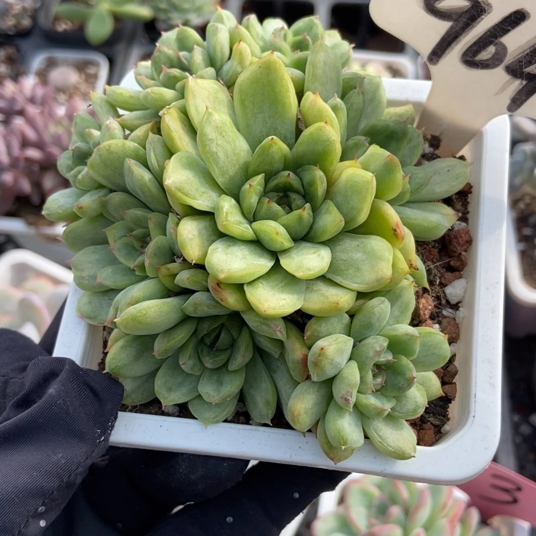 964冰天使锦多肉植物