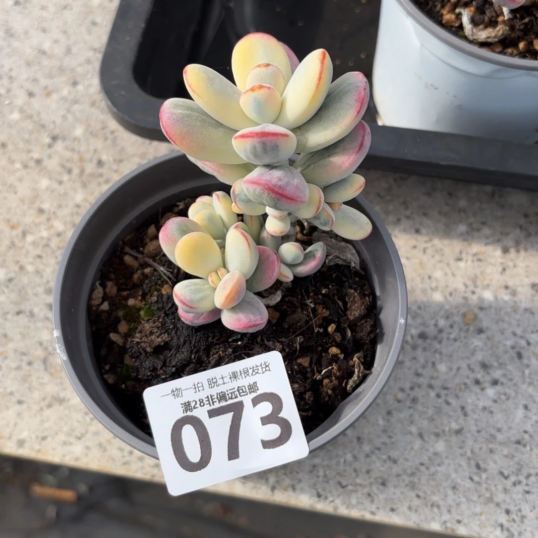 乒乓福娘锦无盆土发货