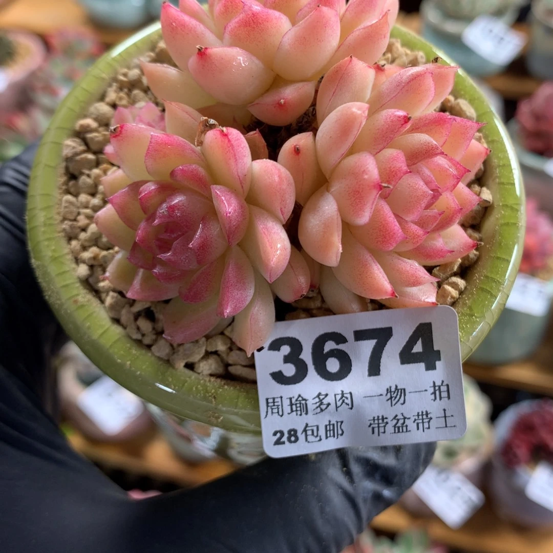 精控多肉植物3674