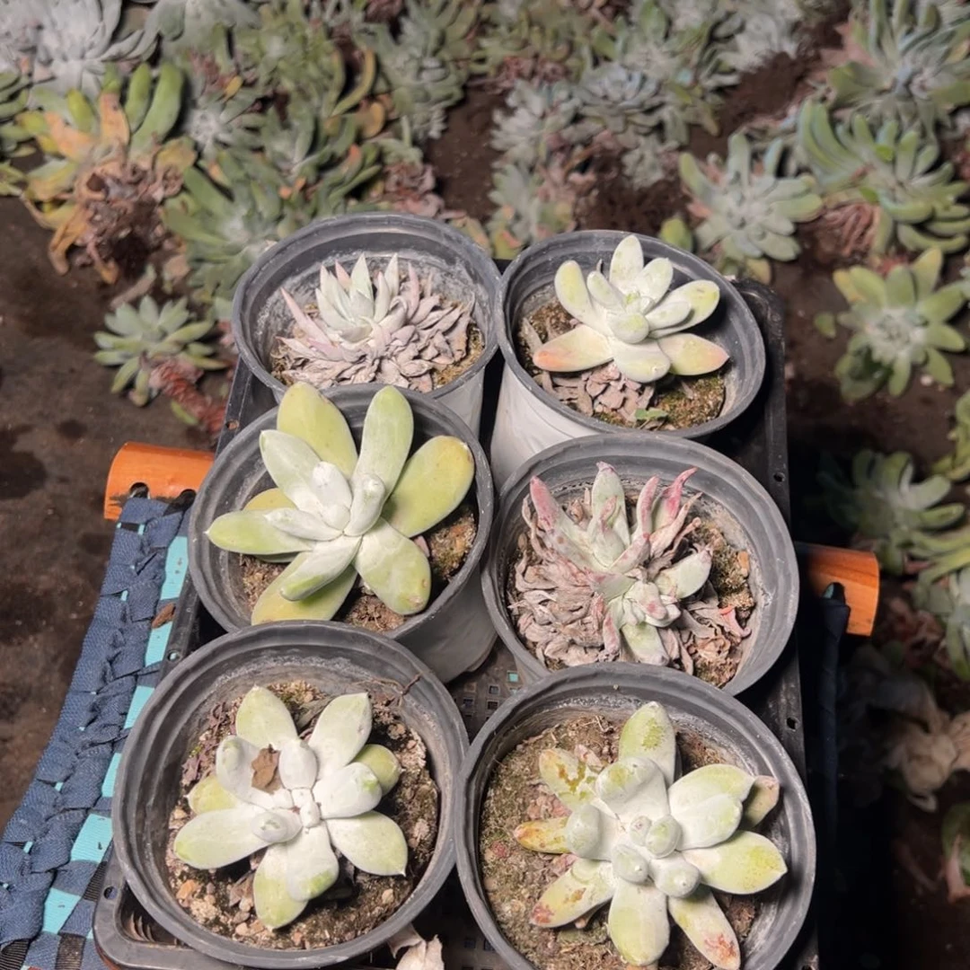 1335哈哈哈哈哈哈哈哈哈