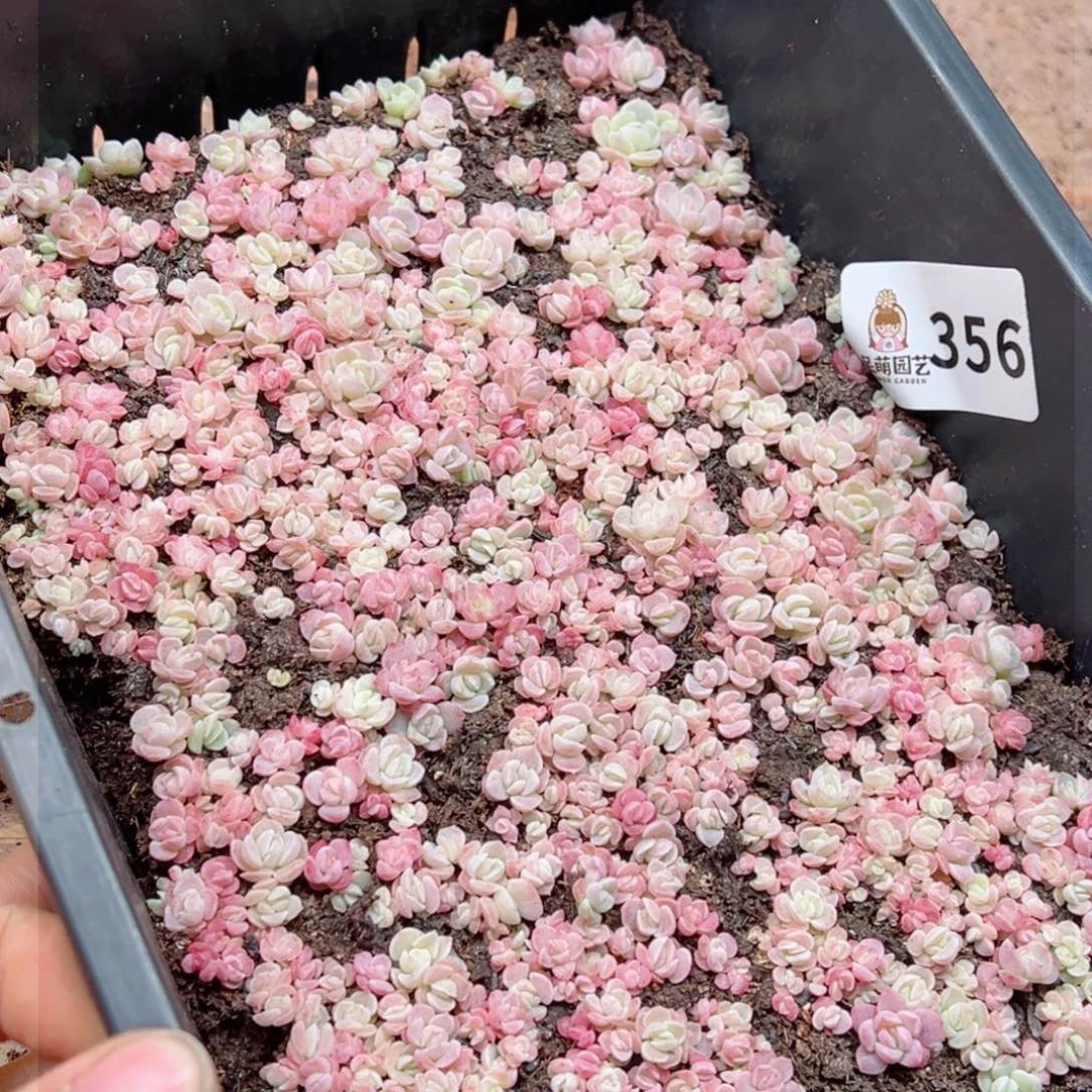 他****3多肉植物多肉植物