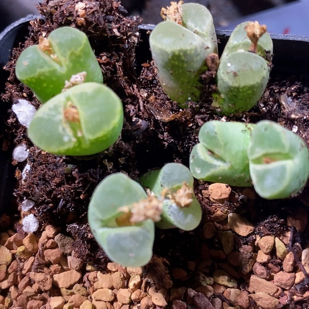 1313双头超级奶瓶风铃一颗。