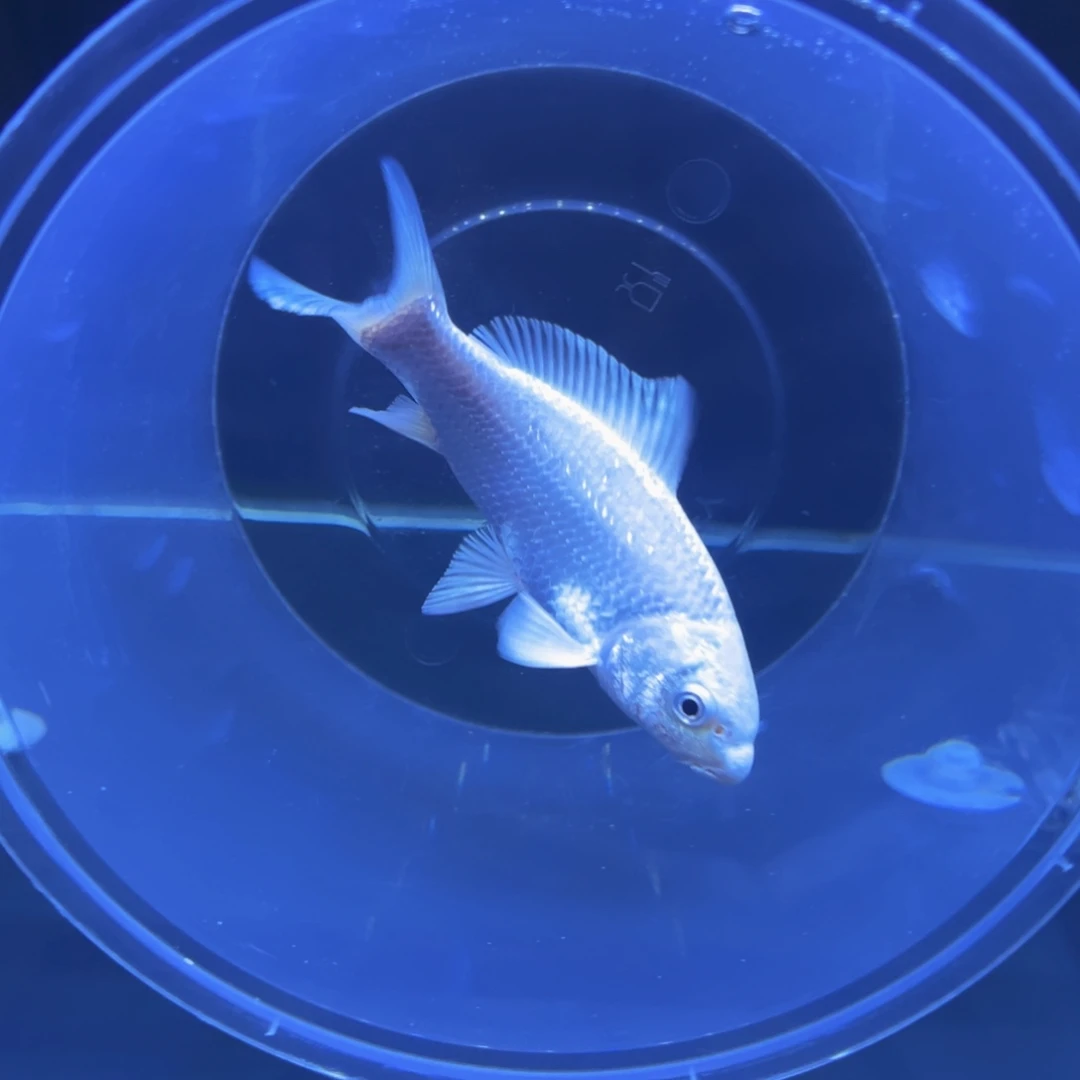 海水鱼梁*星蝴蝶鲤11