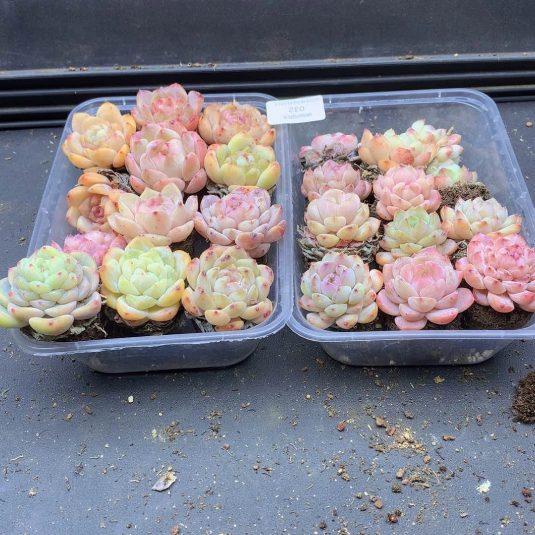 反反复复还是很开心032