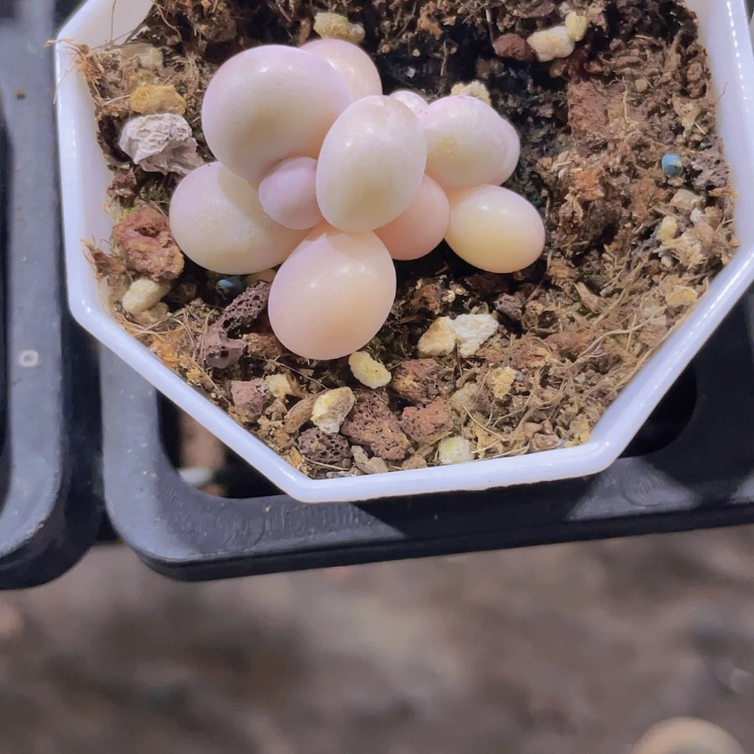 本*然蛋黄奶w069一物一拍