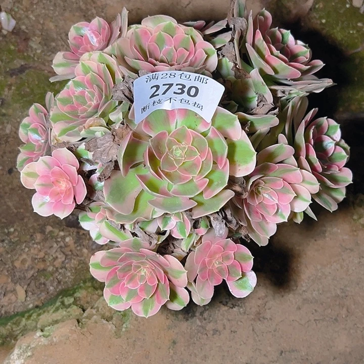 2730粉女巫多肉植物