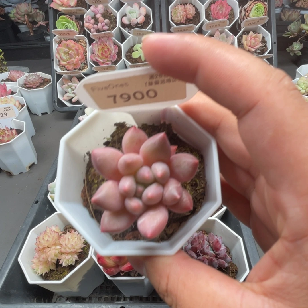 7900红蜻蜓4.0厘米