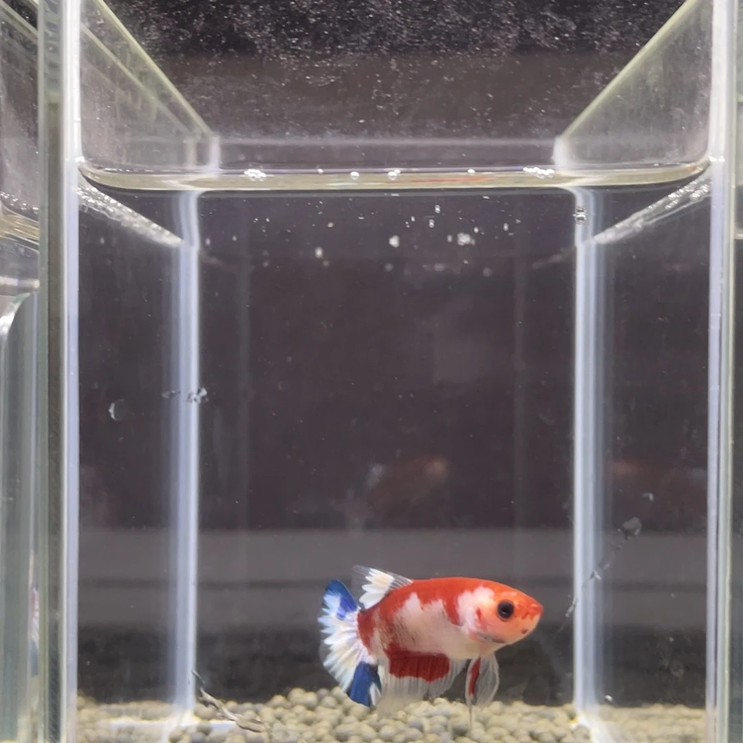 斗鱼23号猴脸红肉公