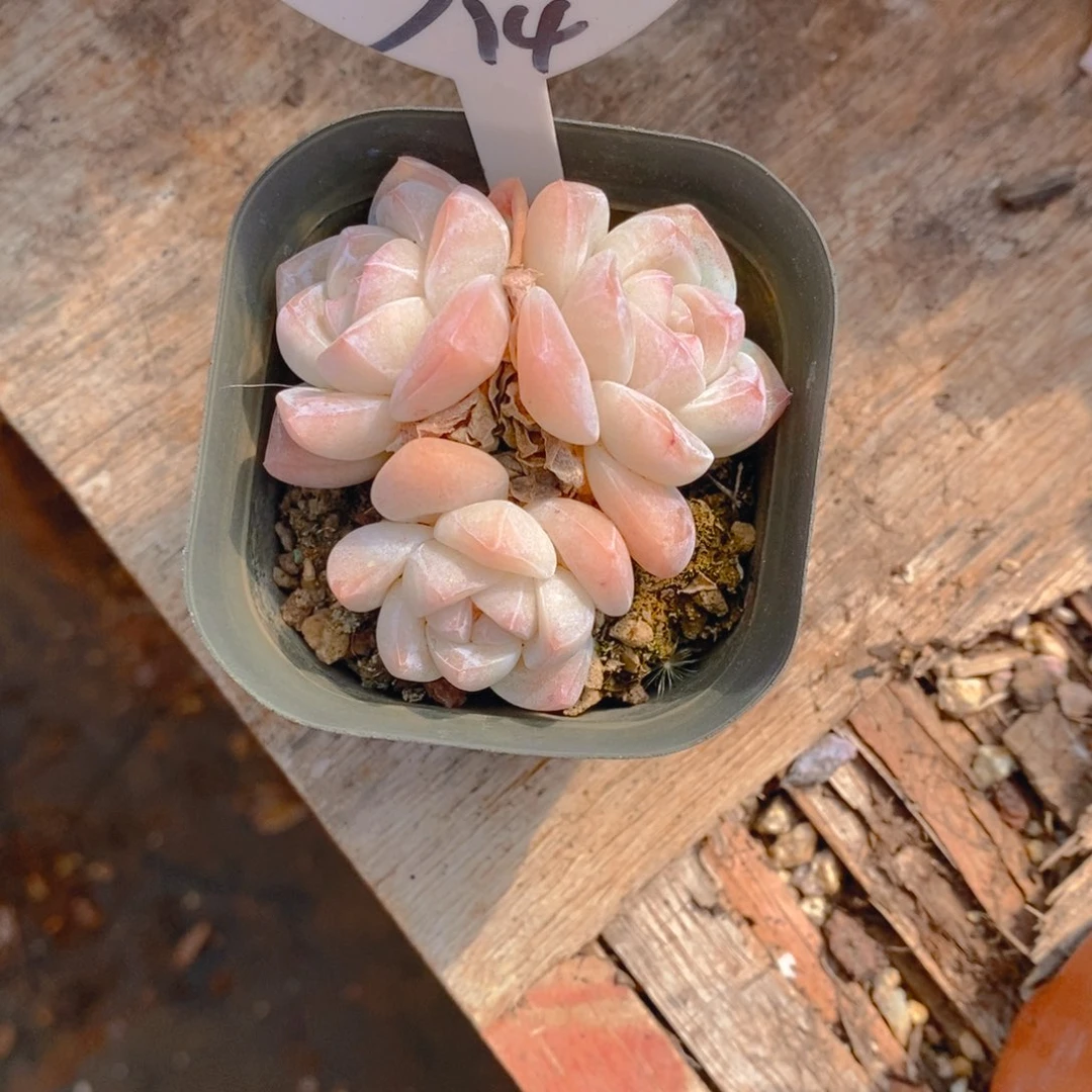 ༺***༻冰玉小群多肉植物