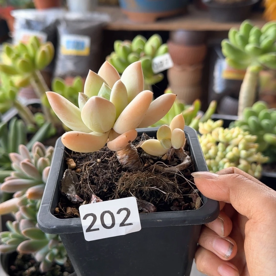 应***。202号 一物一拍 一物一拍