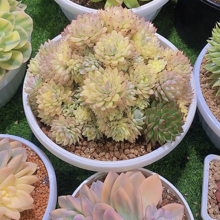 水***色女雏锦大群多肉植物