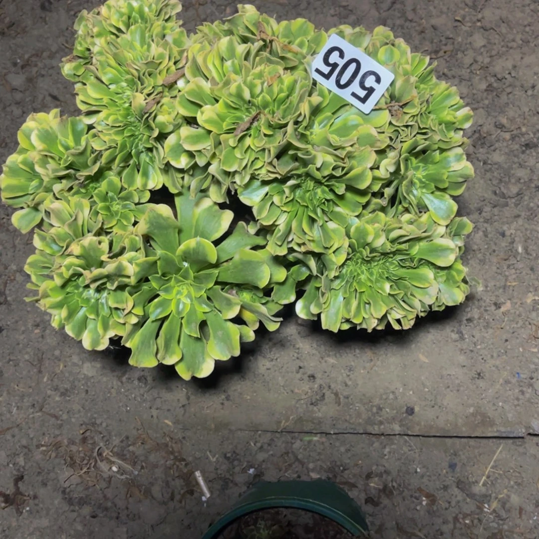 绿豆沙法师28/31瑕疵包邮