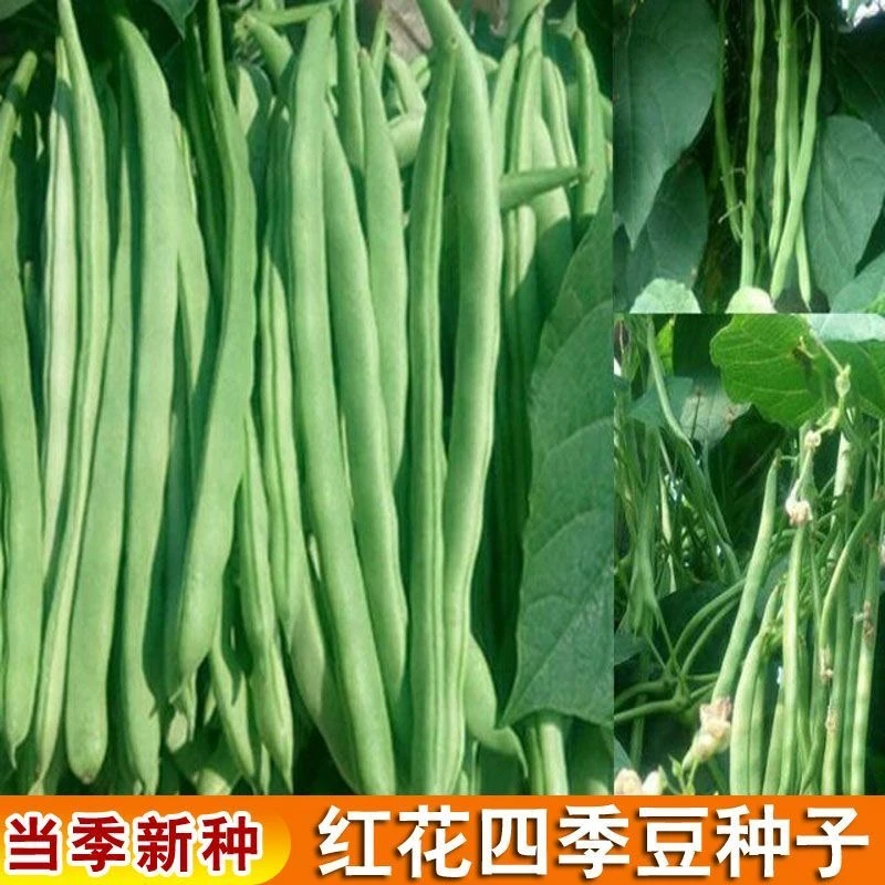 【红花四季豆种子】红花四季豆种子芸豆高产易种植无筋无丝蔬菜种子