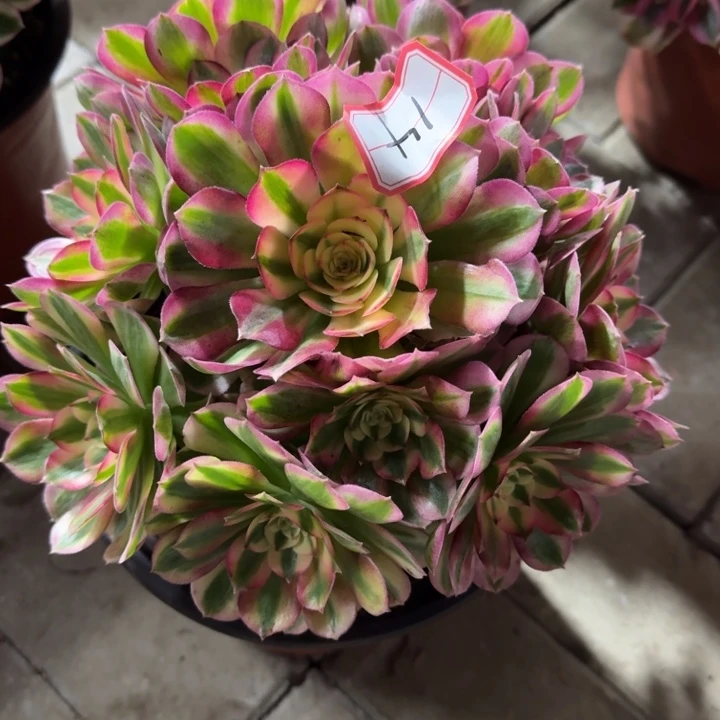 14号倾城法师多肉植物